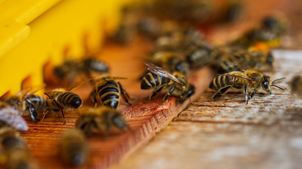 8 sierpnia – Wielki Dzień Pszczół. Dlaczego zapylacze są tak cenne dla środowiska?